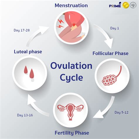 women ovulation period.